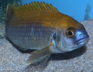 Gephyrochromis lawsi